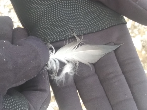Plume de Garrot à œil d'or
