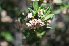 Spyridium globulosum