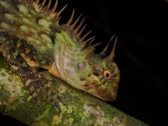 Acanthosaura armata