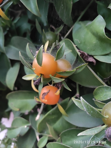 Barbados gooseberry