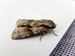 Turnerinycta phaeocosma