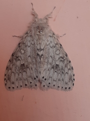 Lymantria alexandrae