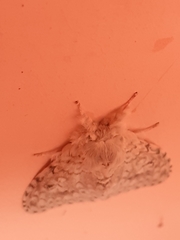 Lymantria alexandrae