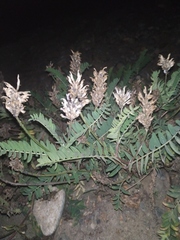 Astragalus inopinatus