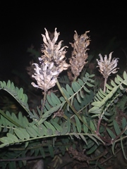 Astragalus inopinatus