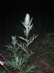 Artemisia mongolica