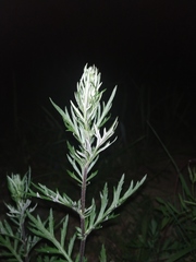 Artemisia mongolica