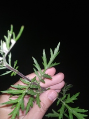 Artemisia mongolica