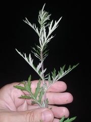 Artemisia mongolica