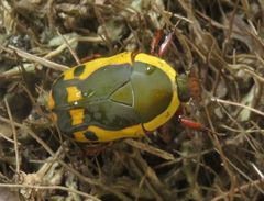 Pachnodella impressa