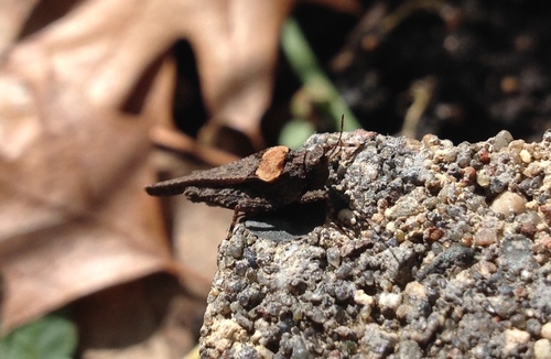 Obscure Grouse Locust photo 6
