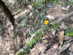 Podolobium aciculiferum