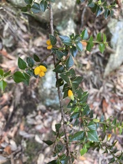 Podolobium aciculiferum