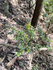 Podolobium aciculiferum