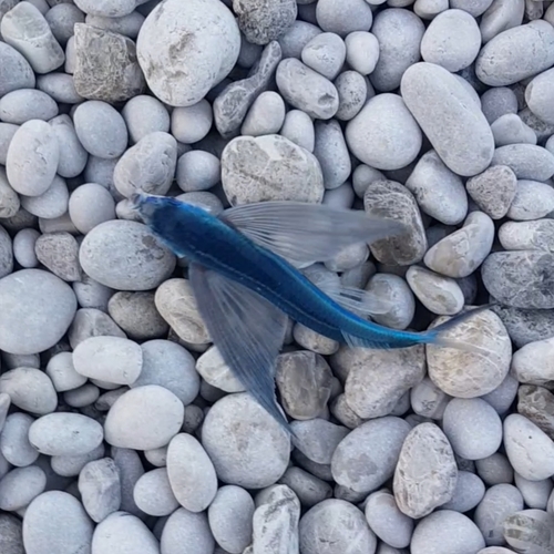Black wing flyingfish (Hirundichthys rondeletii) — Exocoetidae — 2