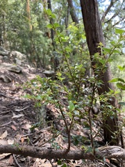 Podolobium aciculiferum