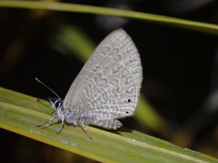 Pseudonacaduba sichela sichela