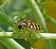 Eupeodes fumipennis