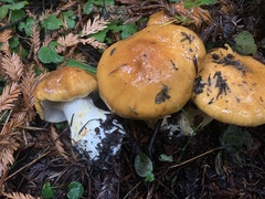 Cortinarius callimorphus