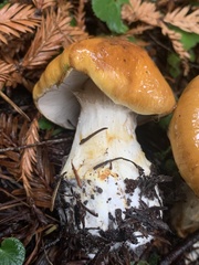 Cortinarius callimorphus