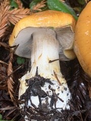 Cortinarius callimorphus