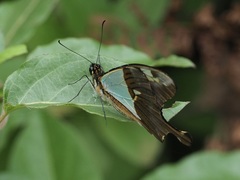 Papilio phorcas nyikanus