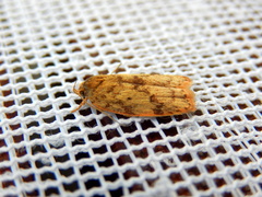Oligoloba severa