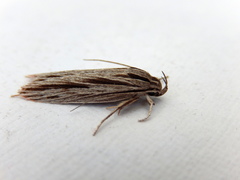 Leistarcha scitissimella