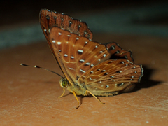 Zemeros flegyas allica