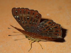 Zemeros flegyas allica