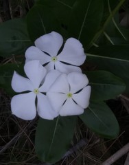 Catharanthus roseus image