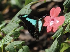Papilio phorcas