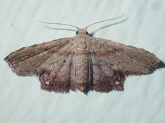 Niaccaba sumptualis