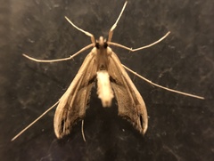 Lineodes elcodes