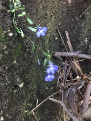 Lobelia erinus