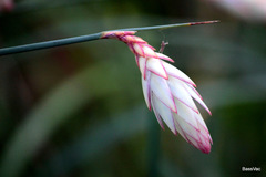 Johnsonia lupulina