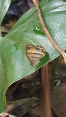 Cissia pseudoconfusa