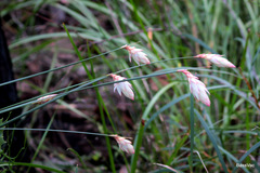 Johnsonia lupulina