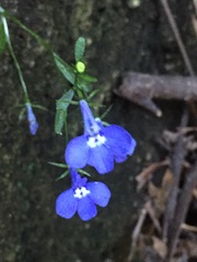 Lobelia erinus