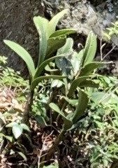 Dendrobium speciosum speciosum