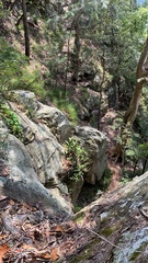 Dendrobium speciosum speciosum