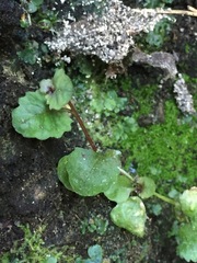 Lobelia erinus