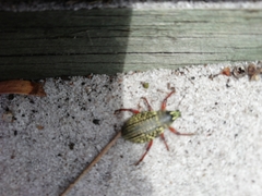 Catasarcus impressipennis