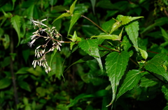 Eupatorium formosanum