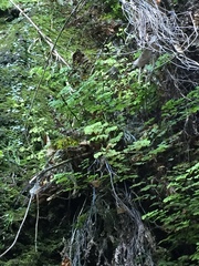 Adiantum capillus-veneris