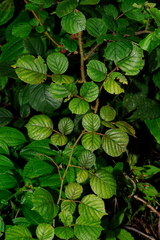 Rubus wallichianus