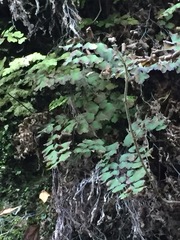Adiantum capillus-veneris