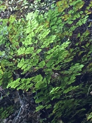 Adiantum capillus-veneris
