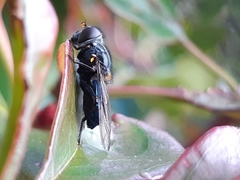 Helophilus hochstetteri