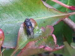 Helophilus hochstetteri